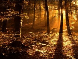 Forest-in_the_Sun